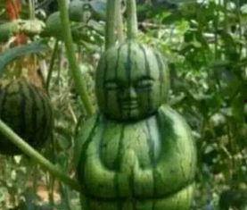 武都网红 吃瓜事件真相,真相背后的网络舆论风暴 第1张 武都网红 吃瓜事件真相,真相背后的网络舆论风暴 第1张