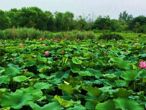 钓鱼假饵料爆料视频播放,独家爆料视频带你领略假饵料的魅力 第3张 钓鱼假饵料爆料视频播放,独家爆料视频带你领略假饵料的魅力 第3张